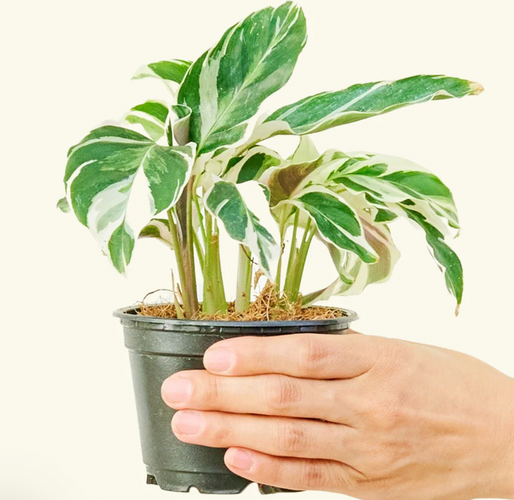 Calathea Fusion White